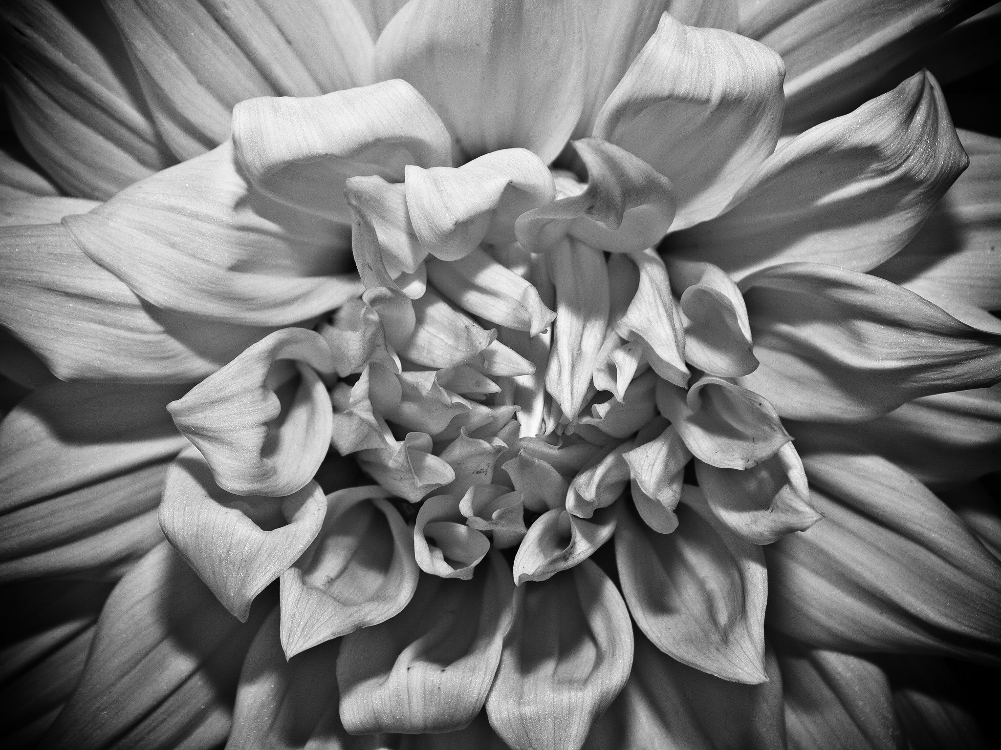 blume-sascha-kohlmann