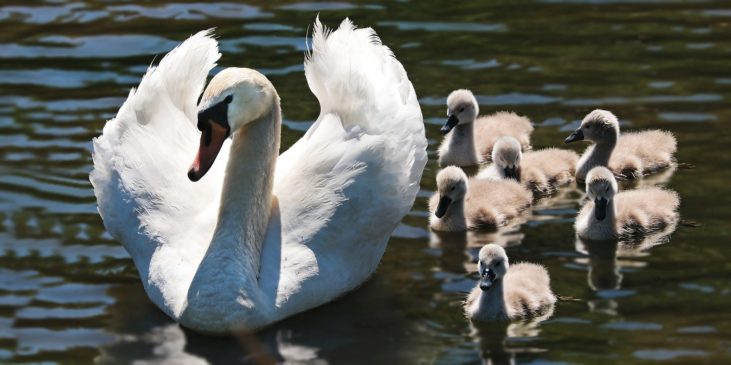 ein jahr zu fünft - unsere familie mit 5 personen symbolhaft die schwäne