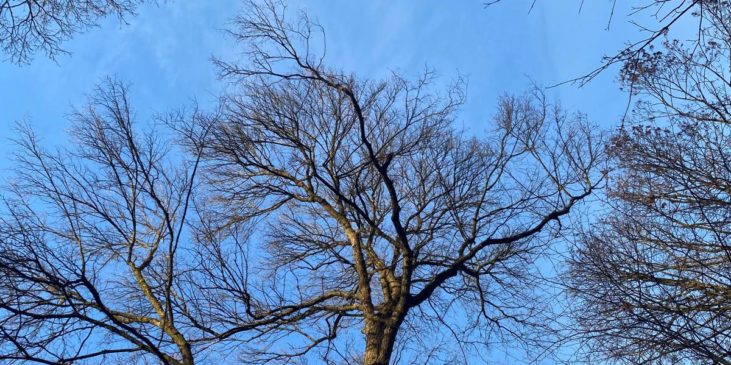 Bäume und Himmel