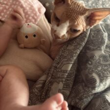 Babyfüßchen im Vordergrund, eine Katze unter einer Decke und ein Kuscheltier im Hintergrund