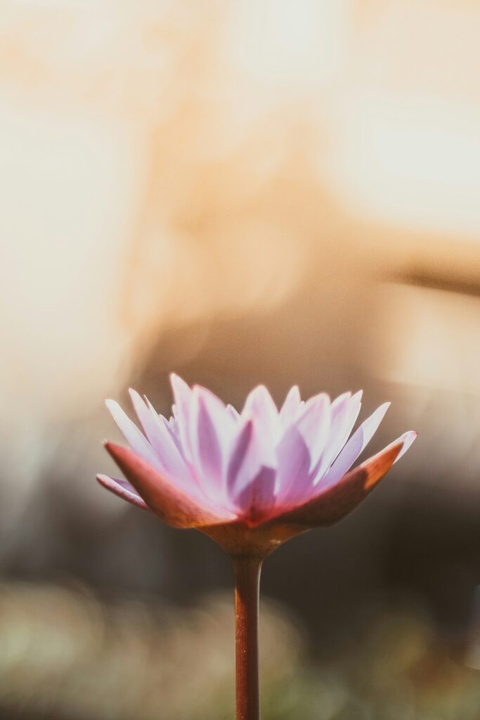 geöffnete rosa Lotus-Blüte vor einem Hintergrund aus warmem Licht